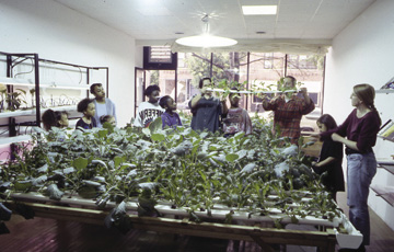Haha, Flood, A Volunteer Network for Active Participation in Healthcare, Chicago 1992-95, commissioned by Sculpture Chicago’s Culture in Action. A group of participants built and maintained a hydroponic garden in a storefront by cultivating vegetables and therapeutic herbs for people with HIV.